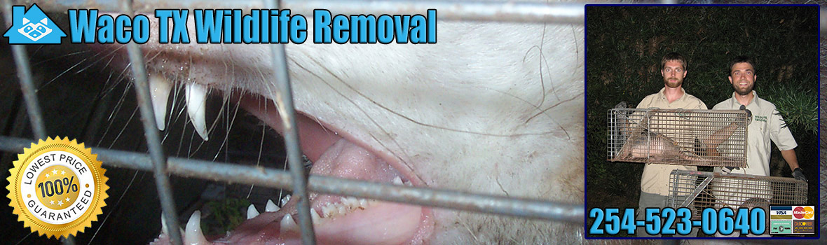 Waco Wildlife and Animal Removal
